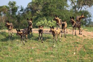 South Africa Kruger National Park Xanatseni Private Camp (19)