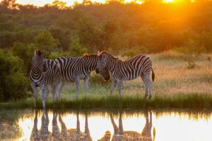 South Africa Kruger National Park Xanatseni Private Camp (21)