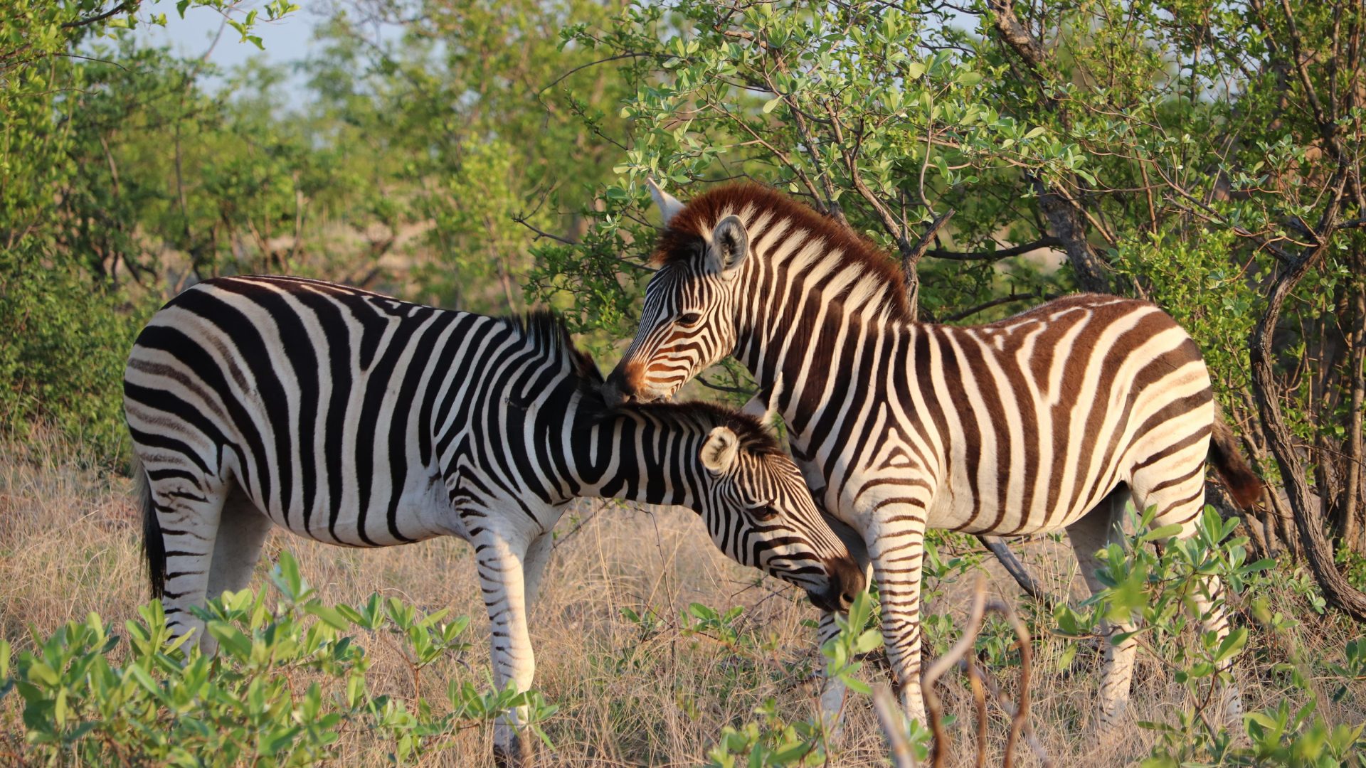 South Africa Kruger National Park Xanatseni Private Camp (3)