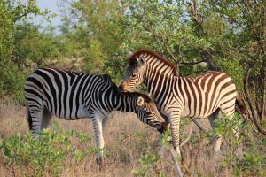 South Africa Kruger National Park Xanatseni Private Camp (3)