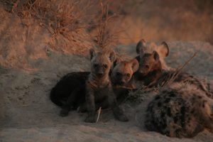 South Africa Kruger National Park Xanatseni Private Camp (4)