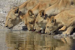 Namibia Chobe River Zambezi Queen (67)