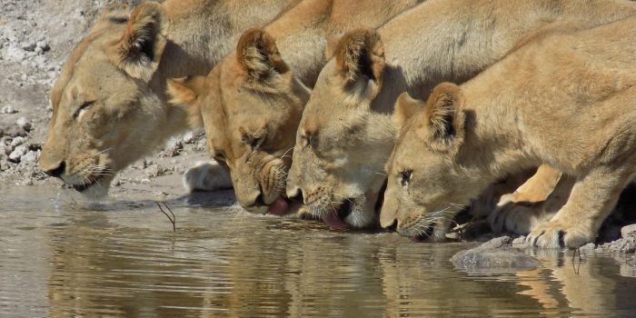 Namibia Chobe River Zambezi Queen (67)