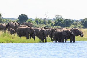 Namibia Zambezi Mubala Camp (23)