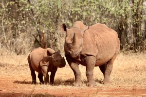 Tanzania Mkomazi Wilderness Retreat (1)