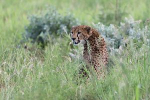 Tanzania Mkomazi Wilderness Retreat (2)
