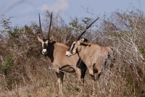 Tanzania Mkomazi Wilderness Retreat (42)