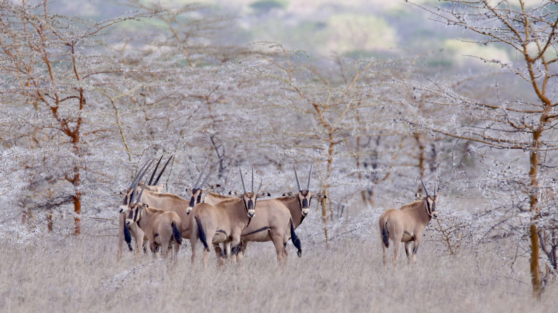 Tanzania Mkomazi Wilderness Retreat (43)