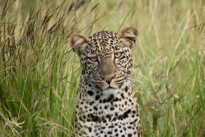 Tanzania Mkomazi Wilderness Retreat (44)