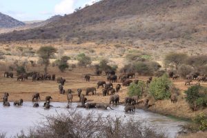 Tanzania Mkomazi Wilderness Retreat (47)