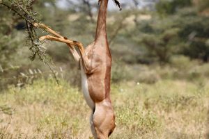 Tanzania Mkomazi Wilderness Retreat (48)