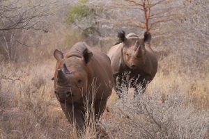 Tanzania Mkomazi Wilderness Retreat (50)
