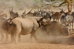 Tanzania Mkomazi Wilderness Retreat (65)