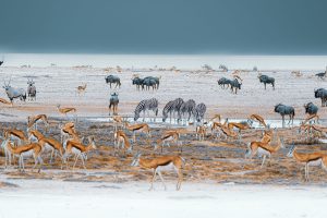 Namibia Etosha Omusati Lodge (2)