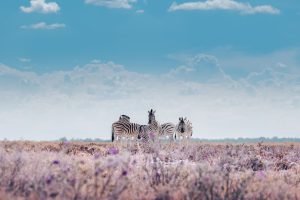 Namibia Etosha Omusati Lodge (3)
