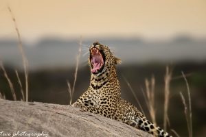 Lemala Osonjoi Lodge Tanzania (14)