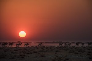 Namibia Etosha Safari House (1)