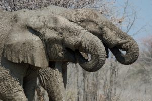 Namibia Etosha Safari House (17)