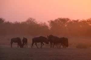 Namibia Etosha Safari House (18)