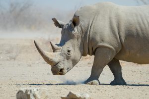 Namibia Etosha Safari House (19)