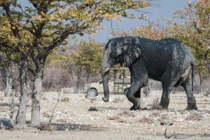 Namibia Etosha Safari House (25)