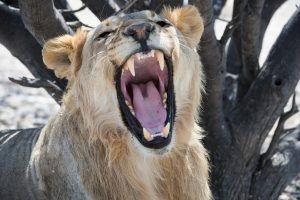 Namibia Etosha Safari House (3)