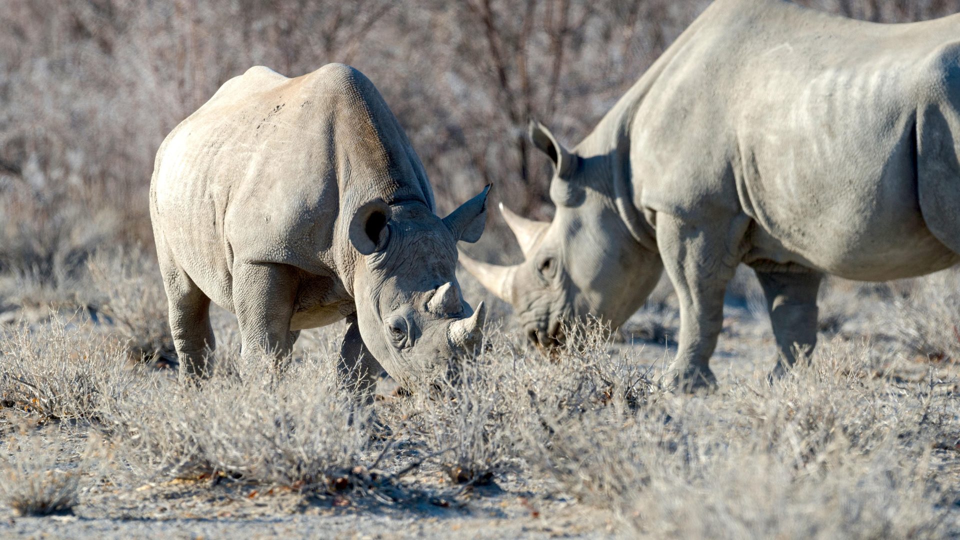 Namibia Etosha Safari House (4)