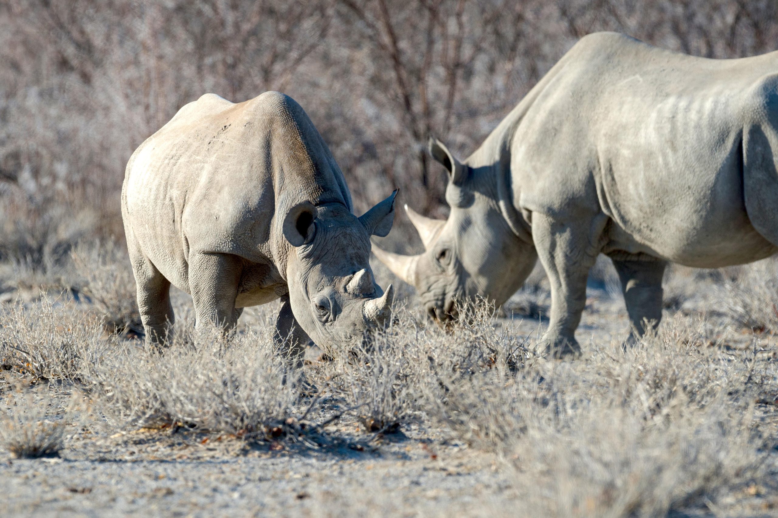 Namibia Etosha Safari House (4)