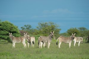 Namibia Etosha Safari House (5)