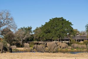 Sabi Sabi Bush Lodge (23)