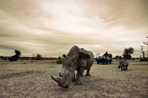 Sabi Sabi Bush Lodge (58)