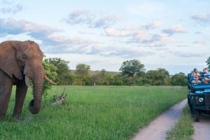 Sabi Sabi Bush Lodge (62)