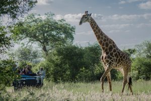 Sabi Sabi Bush Lodge (63)