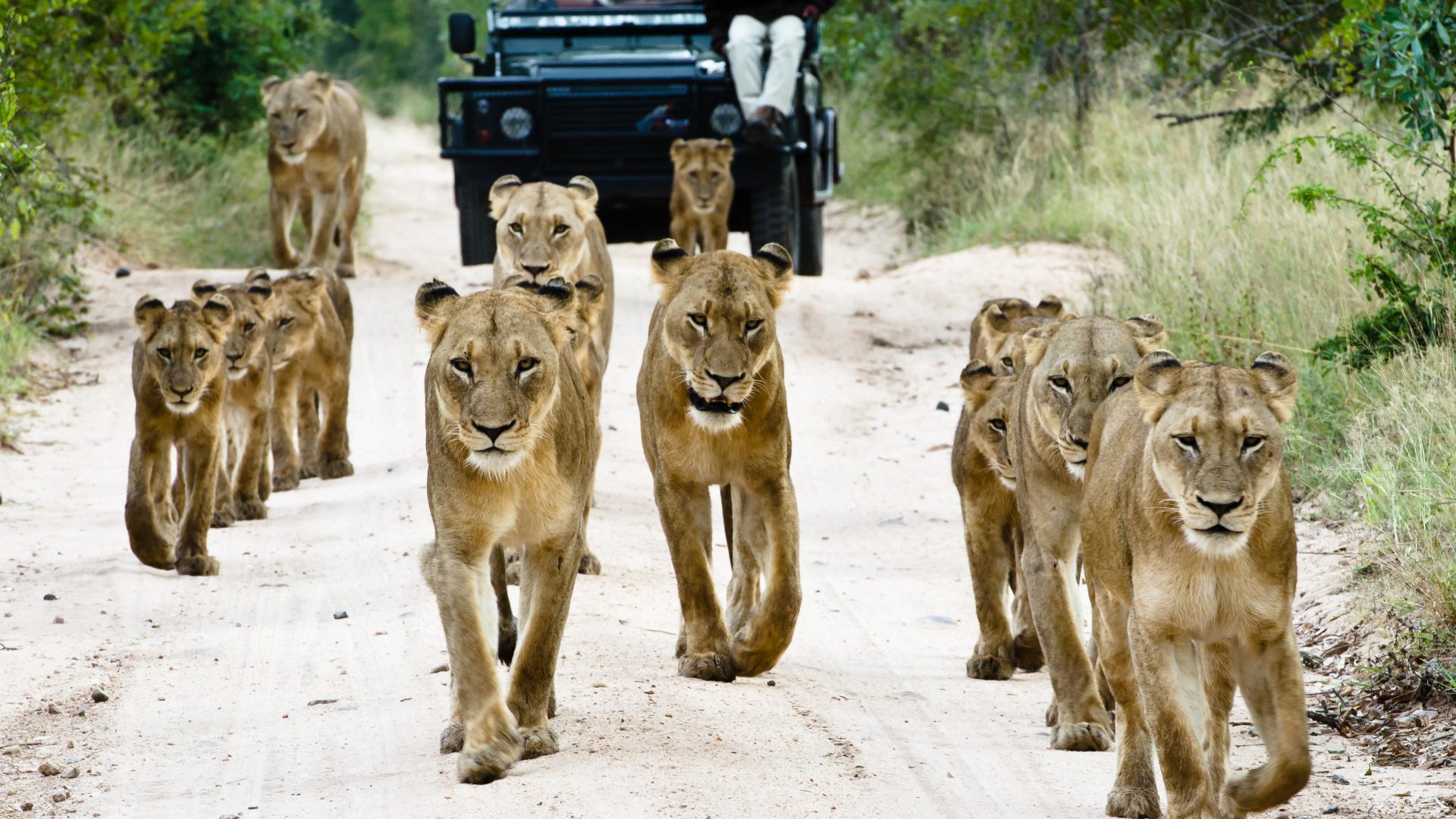 Sabi Sabi Bush Lodge (64)