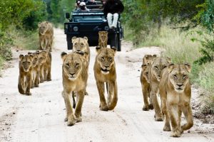 Sabi Sabi Bush Lodge (64)