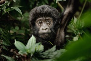 uganda bwindi impenetrable forest erebero hills 1