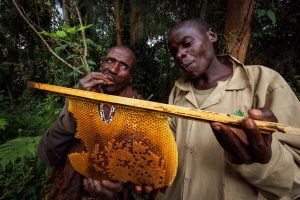 uganda bwindi impenetrable forest erebero hills 10