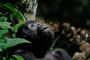 uganda bwindi impenetrable forest erebero hills 11