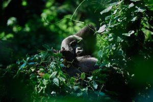 uganda bwindi impenetrable forest erebero hills 12