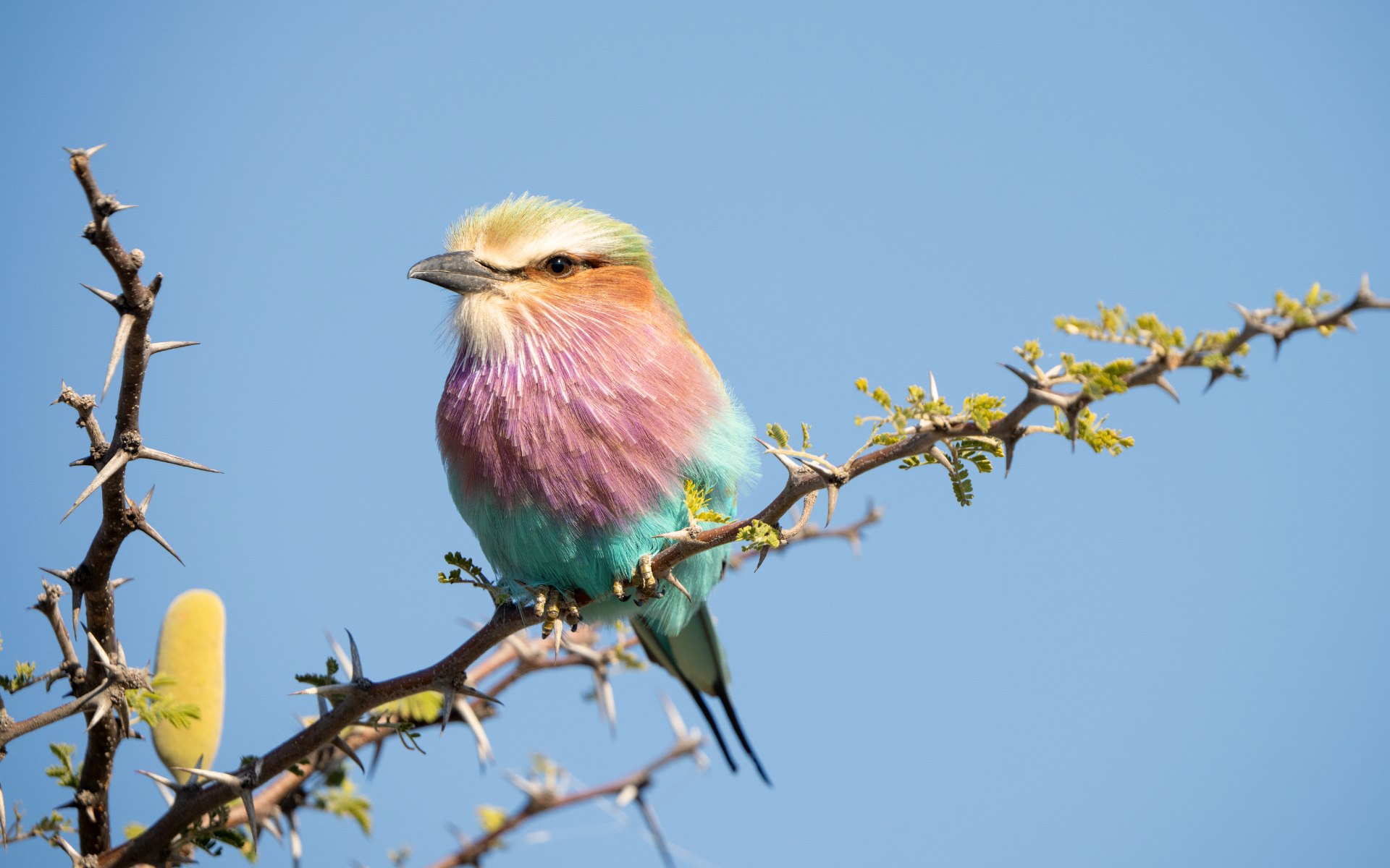 Okavango Delta Bird