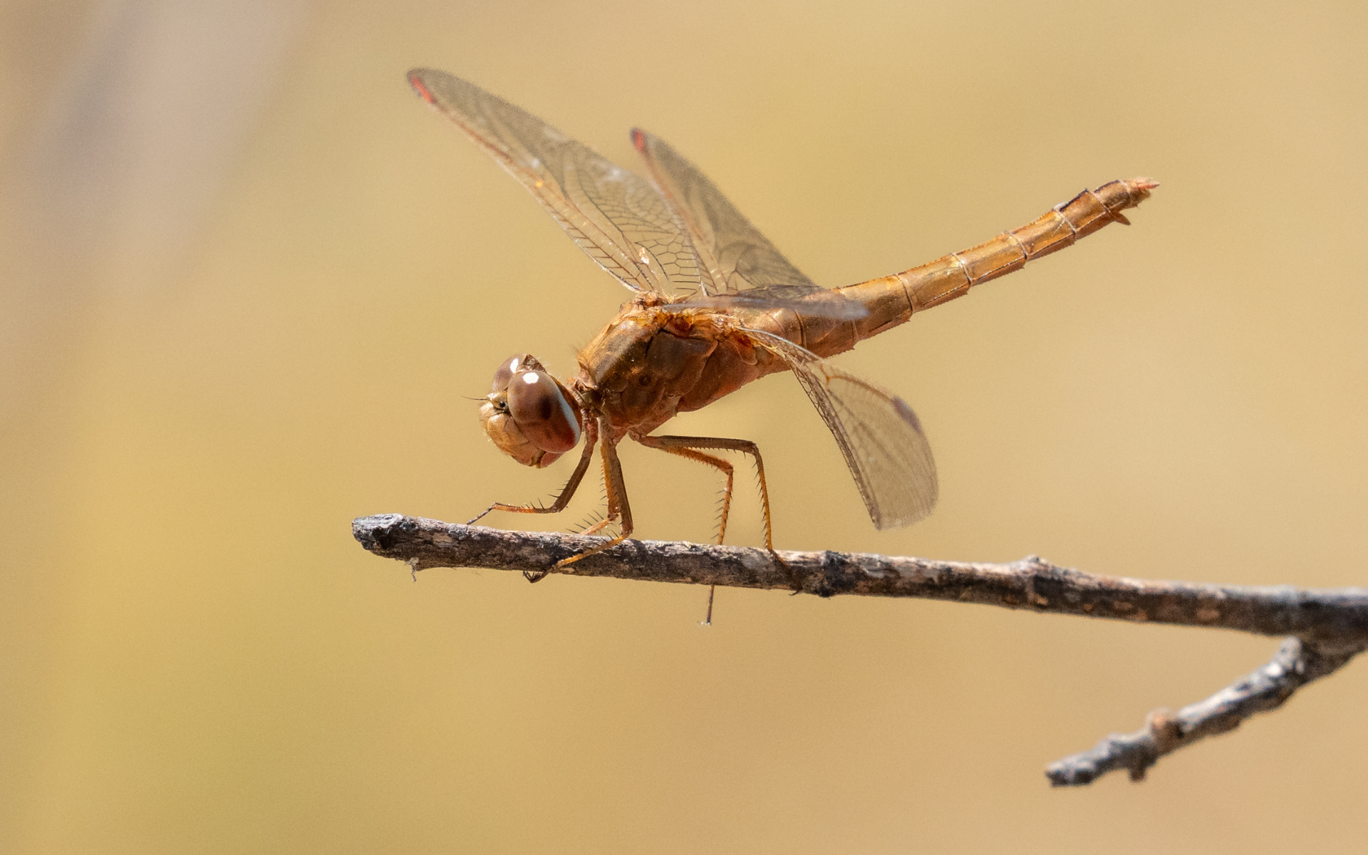 Okavango Delta Dragonflies