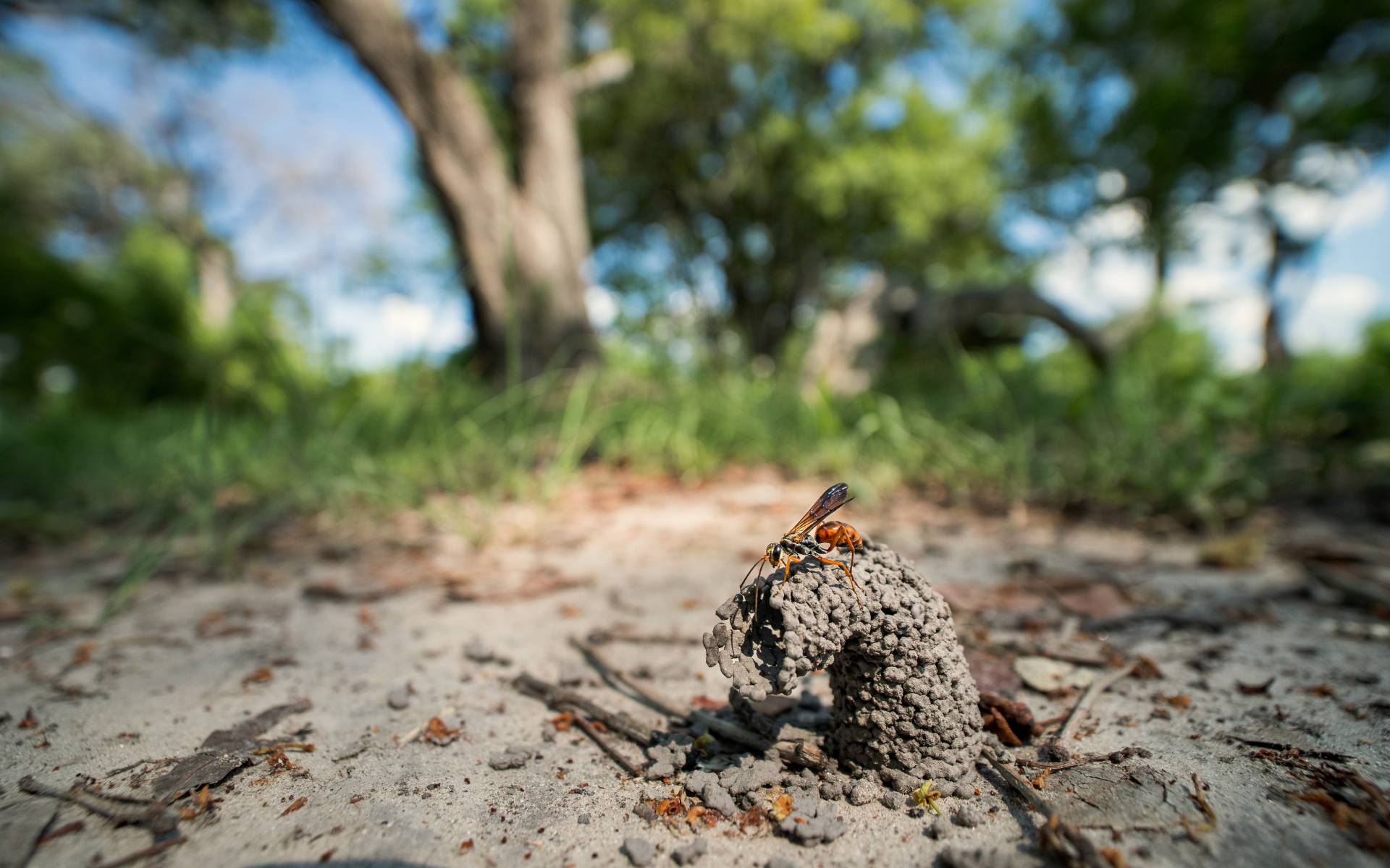Okavango Delta Walking Animals