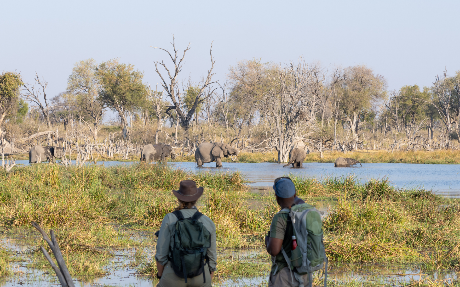 Okavango Delta Walking and Elephants