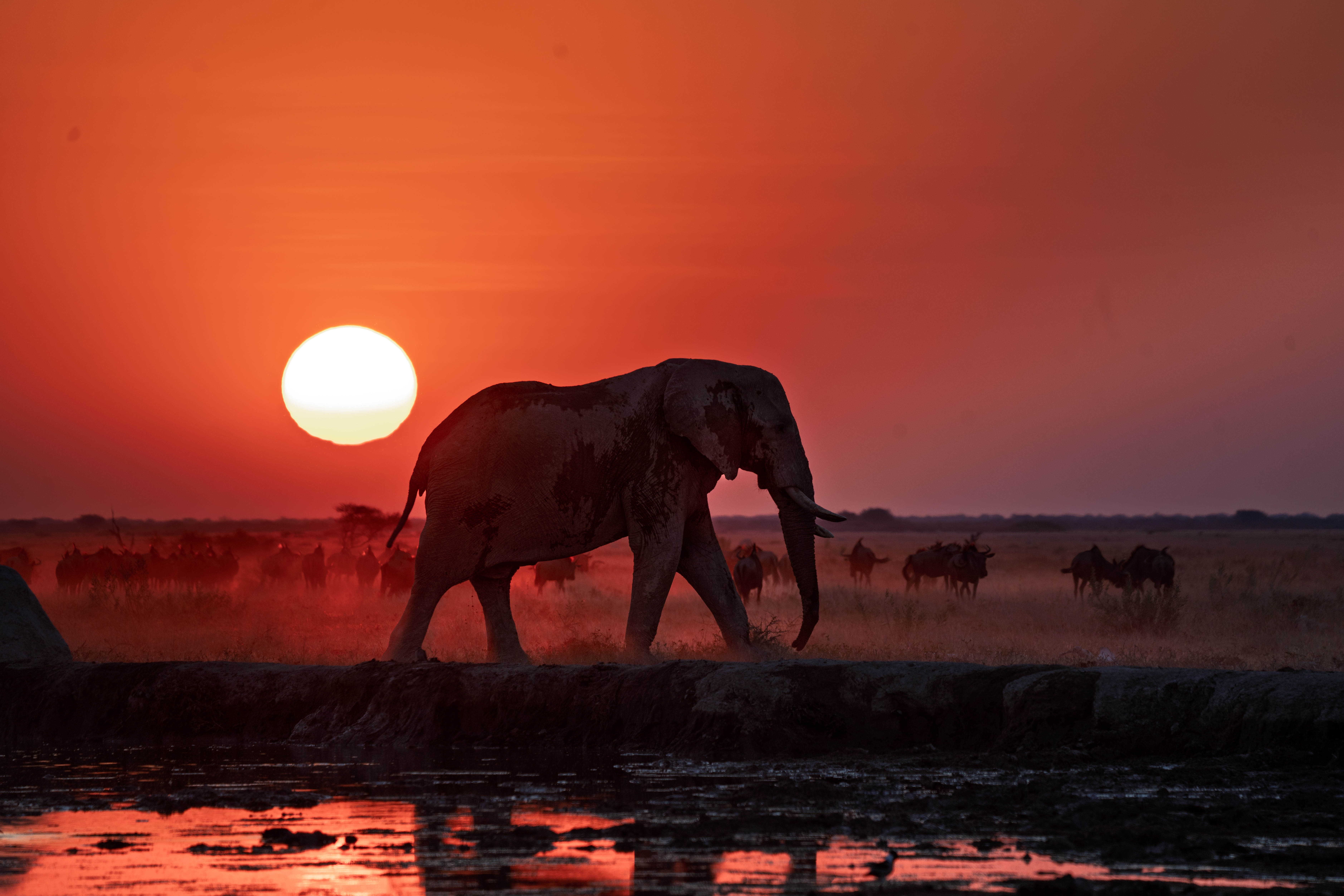 frank elephant nxai pan sunset botswana