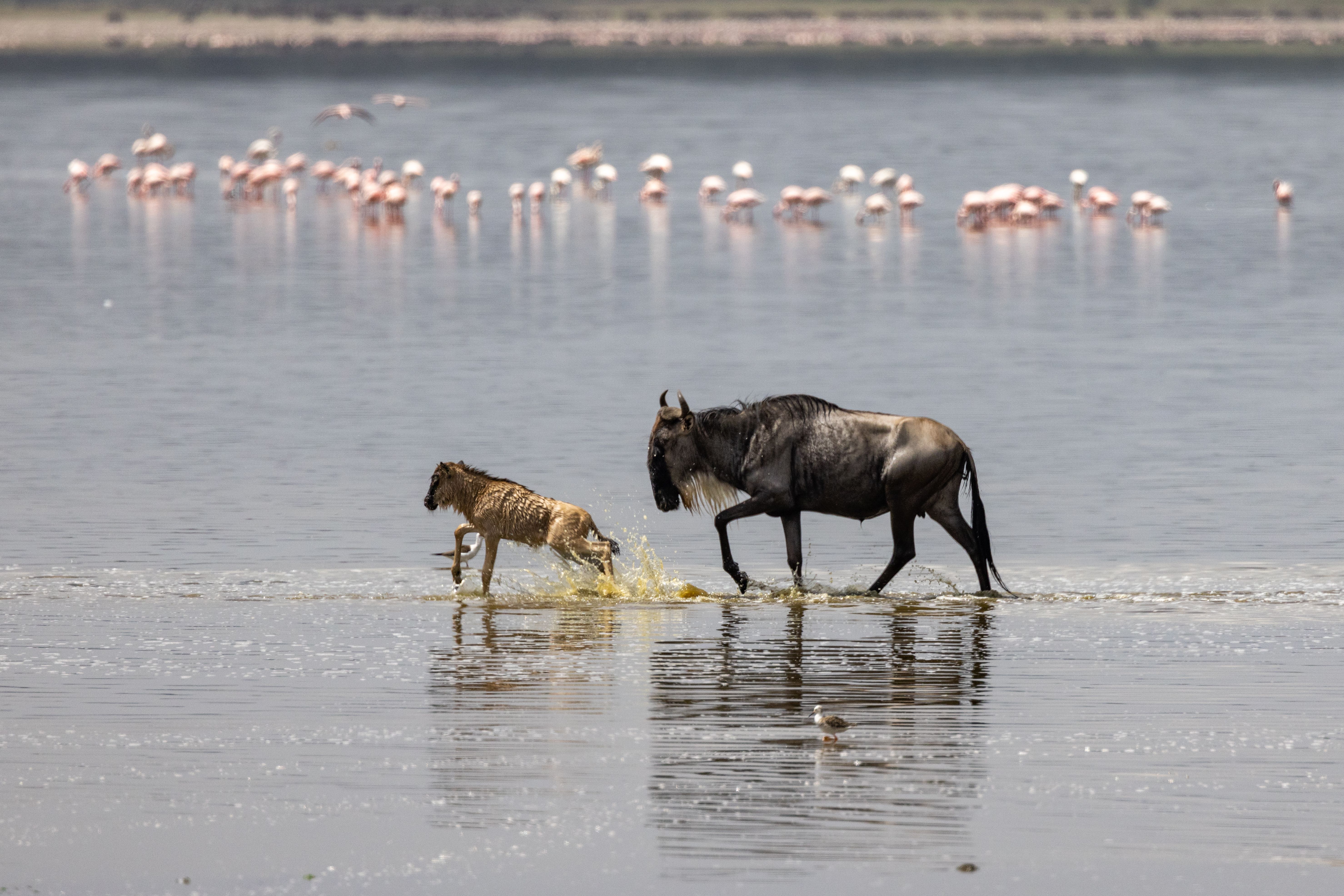 great migration calves great migration calves